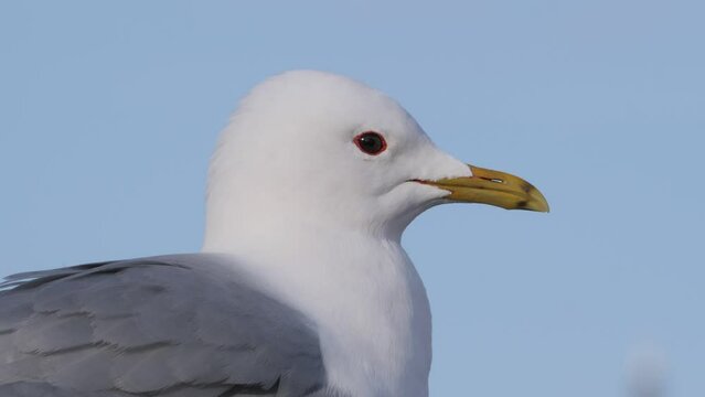 The common gull or sea mew (Larus canus)