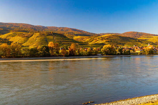 autumn vineyard in Wachau region, Austria
