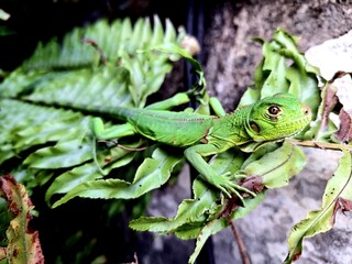 Naklejka premium green lizard on a branch