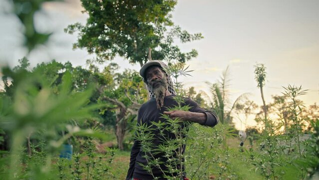 Man carrying cannabis in his hand