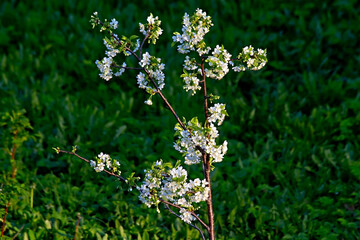 - a young, small apple tree blooms in spring