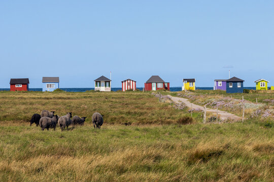 Herd of Sheep and salt marsh with colorful beach huts at Vesterstrand, &AElig;r&oslash;sk&oslash;bing, &AElig;r&oslash;, Denmark	