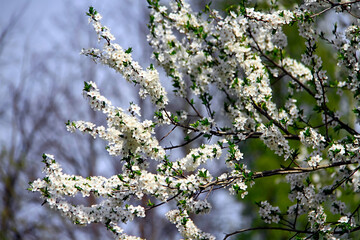 - plum blossoms with white flowers