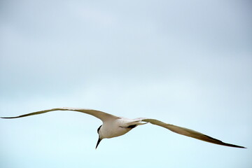 seagull in flight, Yucatan, Mexico