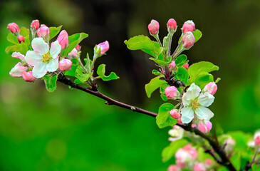 - The pink apple branch blooms in spring