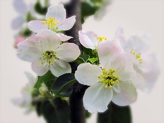 - white apple blossom on a white background