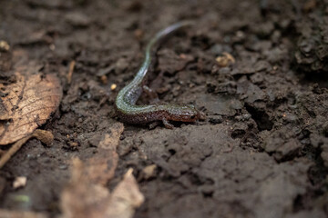 salamander on dirt 