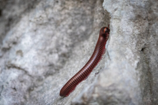 American giant millipede on rock