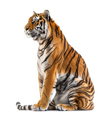 Seated tiger turned partially towards camera