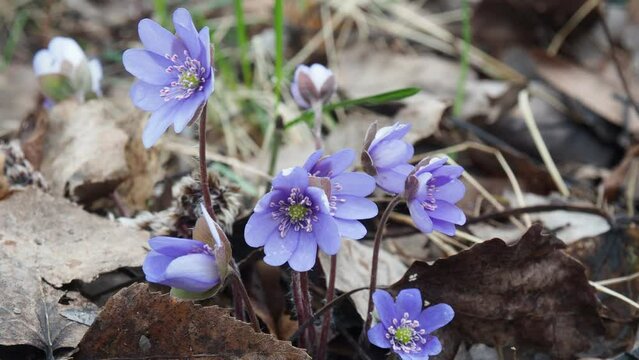 Blue Anemone hepatica or Hepatica nobilis. First flower of spring. Spring floral backdrop	
