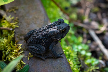 toad on a rail