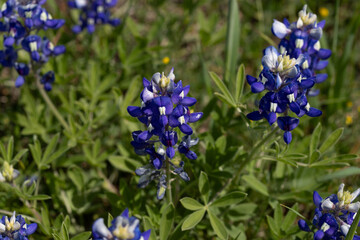 Close up of Texas Bluebonnets in a field