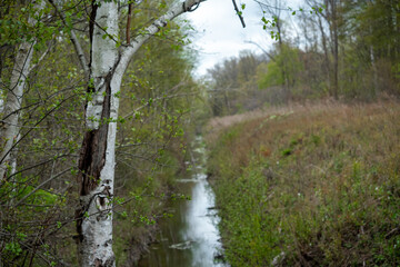 Obraz premium river in the forest