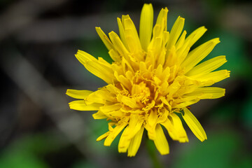 dandelion macro flower