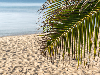 Palm tree and stunning white sandy beach. Beautiful landmark of Thailand. Clear day, warm sunlight....