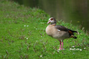 Portrait of an adult female Nile or Egyptian goose (Alopochen aegyptiaca) standing among daisies on the shore of a pond - 779010200