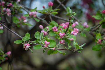 apple blossoms in spring
