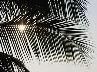 Obraz premium Bright palm leaves against the background of a clear morning sky. Sunny day. Close-up, outdoor. Macro photography. Vacation and travel concept