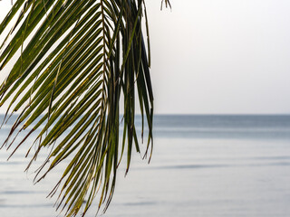 Palm tree and stunning white sandy beach. Beautiful landmark of Thailand. Clear day, warm sunlight....