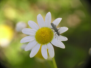 Obraz premium Piante e fiori