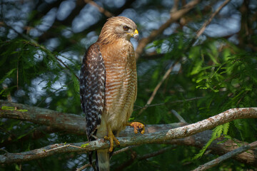Red- shouldered Hawk perched in a Cypress Tree