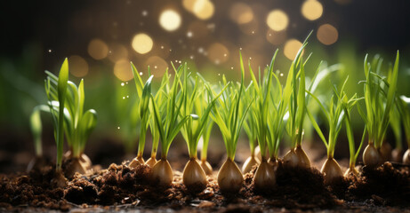 Sprouting bulbs in soil with golden light