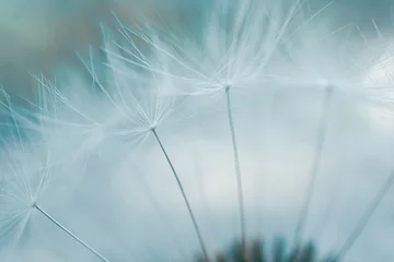 Foto op Plexiglas Romantic dandelion seed in springtime, blue background © Ismael