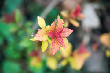 red autumn leaves