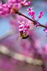 A bush with a pink flower, a bee collects pollen against