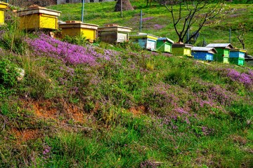 Colorful boxes of beehives in a garden on a spring day