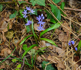 Zweiblättriger Blaustern; Scilla bifolia; common bluebell; two-leaf squill