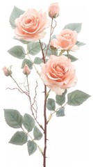 Pink roses with buds and green leaves on a white background