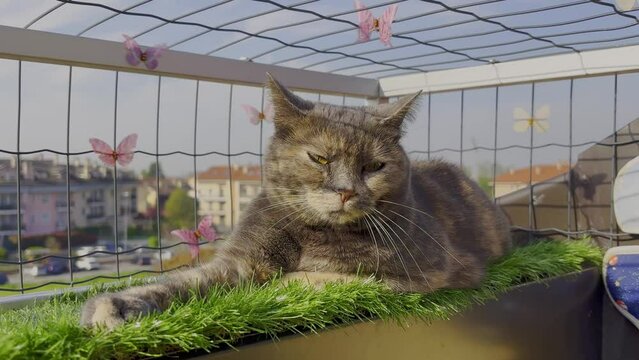 gattina sul terrazzo a casa, female cat on the  terrace at home
