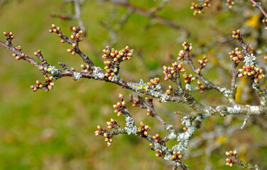 Schlehdorn; Schwarzdorn; Prunus spinosa; blackthorn; Knospen im Frühling kurz vor der Blüte