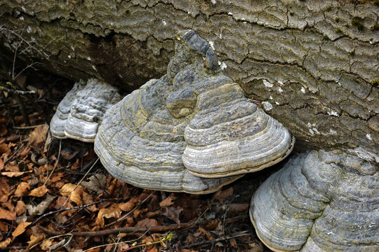 Zunderschwamm, fomes fomentarius;  tinder fungus;