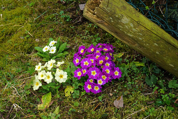 Garten-Primeln, verschiedene Farben, Primula; primrose
