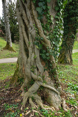 Efeu (Hedera helix) umrankt mit seinen Wurzeln einen Berg-Ahorn (Acer pseudoplatanus)