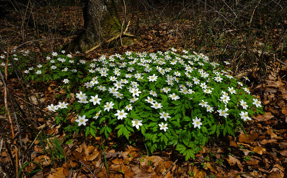 Buschwindröschen; Busch-Windröschen; Anemone nemorosa; thimbleweed; windflower;  wood anemone