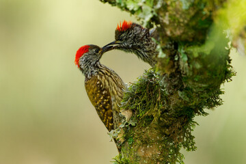 Cardinal Woodpecker - Chloropicus Dendropicos fuscescens common resident bird in much of...
