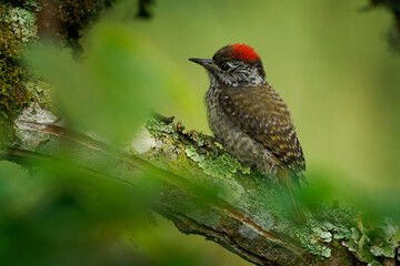 Cardinal Woodpecker - Chloropicus Dendropicos fuscescens common resident bird in much of sub-Saharan Africa, from dense forest to thorn bush, on the green background - 779025451