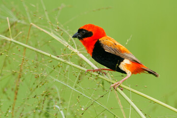 Black-winged Bishop - Euplectes hordeaceus formerly fire-crowned bishop, resident breeding bird in tropical Africa, Senegal, Sudan and to Angola, Tanzania, Zimbabwe and Mozambique