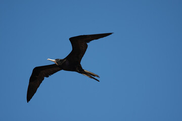 Fragata flying with a great view
