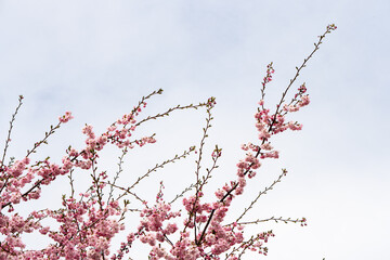 Pink blossom on a tree with white sky background, postcard vibe