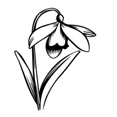 Snowdrop Flower Logo Design