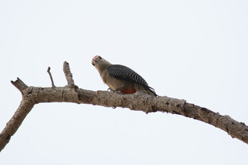 Woodpecker standing on a branch and working