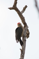 Woodpecker standing on a branch and working - obrazy, fototapety, plakaty