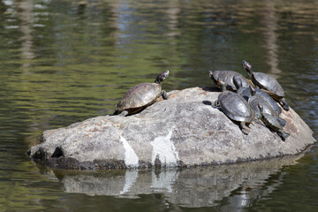 池の岩の上で甲羅干しをしている亀たち