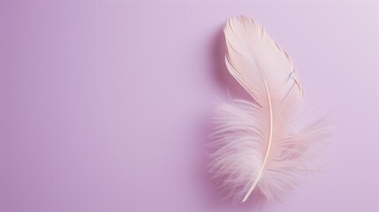 A lone feather delicately placed on a soft lavender background