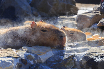 柚子の浮いた温泉に浸かるカピバラ