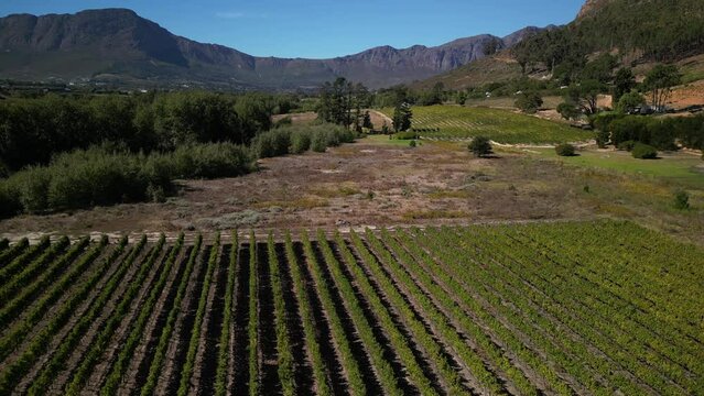 Aerial drone view of centuries old vineyards at Franschhoek, Western Cape, South Africa